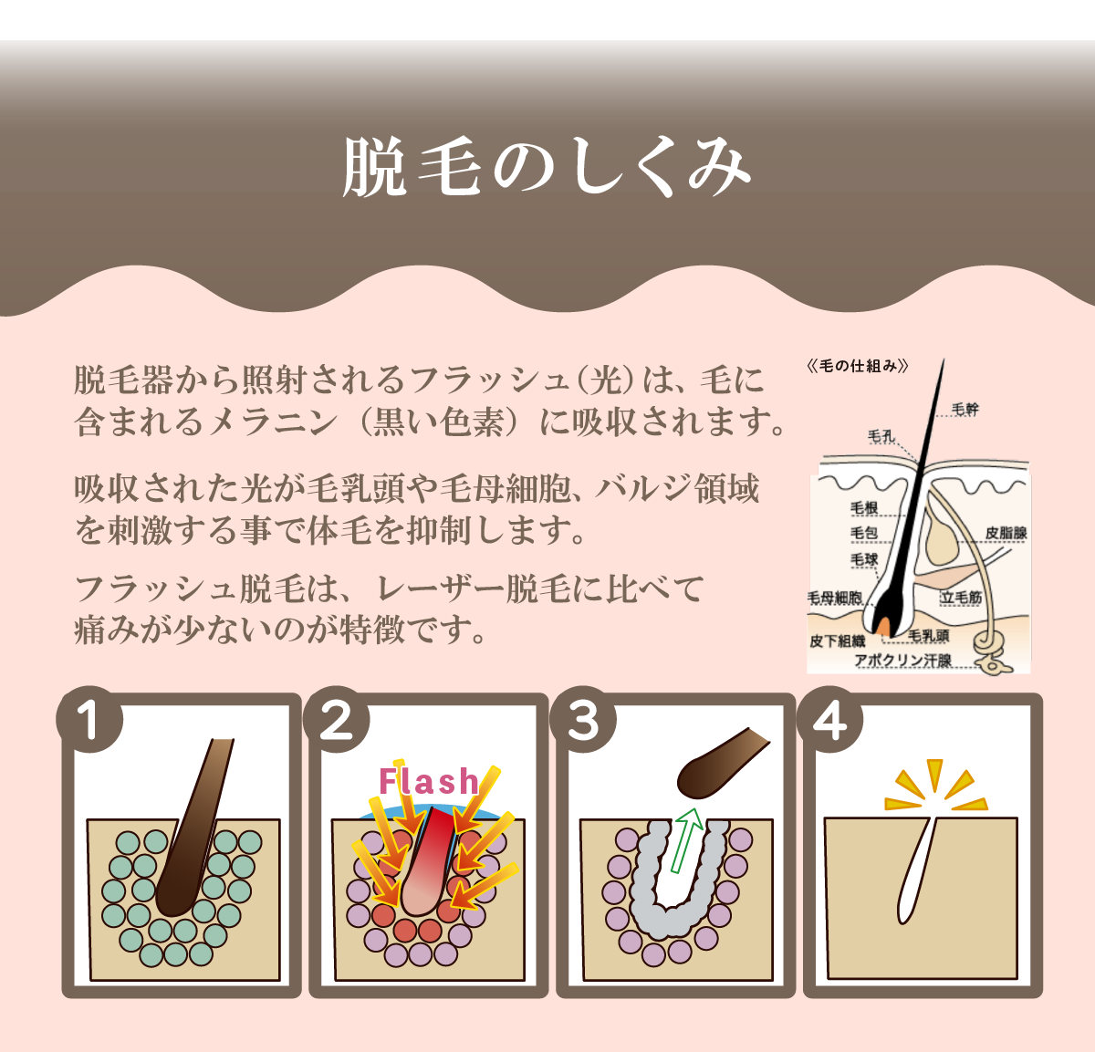 脱毛のしくみ脱毛器から照射されるフラッシュ（光）は、毛に含まれるメラニン（黒い色素）に吸収されます。吸収された光が毛乳頭や毛母細胞、バルジ領域を刺激する事で体毛を抑制します。フラッシュ脱毛は、レーザー脱毛に比べて痛みが少ないのが特徴です。毛にメラニンが含まれている状態Flash（光）照射 → メラニンが光を吸収毛が抜けやすくなる脱毛完了（毛がなくなる）※画像内の補足図《毛の仕組み》には、「毛乳頭」「毛母細胞」「バルジ領域」「毛穴」「皮脂腺」などの構造が描かれています。